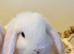 Mini Lop baby boy ready now (super friendly & tame)