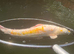 Koi carp