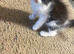 Fluffy black and white kitten