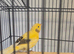 3 canaries and cage