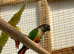 Conure