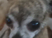 Rare brindle female smoothcoat adult