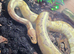 Banana ball python and setup