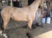Buckskin Reg Welsh D