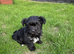 Biewer Yorkshire terrier puppy
