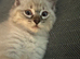 Male ragdoll