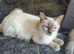 Beautiful ragdoll girl