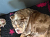 English bulldog puppies for sale males and females