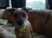 Small jack Russell puppies