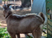 Intact Entire Billy Breeding Toggenburg Goats + Whether