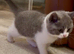 British Shorthair Kittens for sale