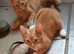Persian X LAST ONE Friendly, handsome kittens