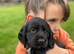Super cocker pups, health tested parents