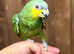 Amazon parrot