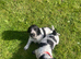 3 Beautiful Pedigree Blue Roan Cocker spaniel puppies