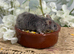 Super Friendly Fancy Mice