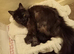Black smoke Maine Coon X kittens. 2 boys 3 girls