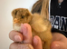 Day old Brahma chicks available