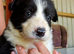 Working Border Collie Pups