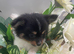 Stunning Chihuahua x Pomeranian pups