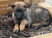 Malanois X German shepherd