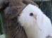Mini lops available now