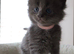 TICA Registered Maine Coon Kittens – Blue Smoke, Black Smoke & Tabby Lines