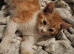 6 kittens