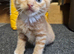 Kittens for sale