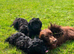 Tiny f1 cockapoo puppys
