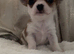 Chi x border terrier