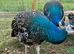 Black shoulder peacocks for sale