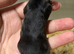 Baby fancy male mice for sale