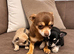 1 male chihuahua puppies