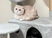 Scottish fold kittens