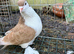 Lahore cock