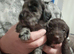 3 beautiful sproodle x dapoo