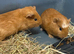 Last three Baby Male Guinea Pigs for sale