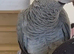 Fully tame African grey for sale