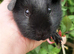 Baby black boy available.