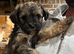 Tibetan Terrier puppy