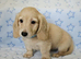 Mini long haired cream dachshund READY NOW