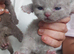 Blue kittens for sale