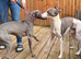 Whippet puppy&rsquo;s