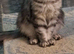 Main coon kittens