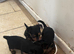 Pure Yorkshire terrier puppies