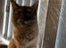 Ragdoll female for rehoming