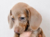 Miniature dachshunds health clear