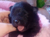 5 beautiful fur pom babies