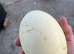 Rhea eggs for sale